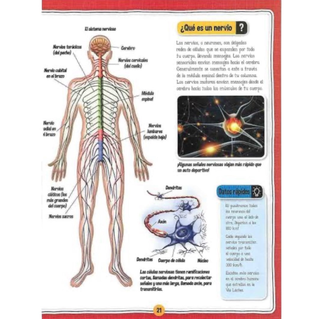 El Fascinante Cuerpo Humano