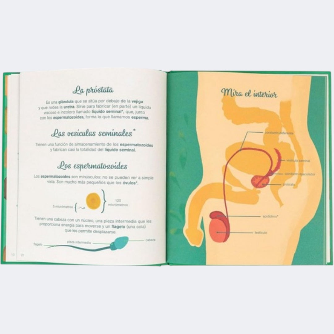 El Pequeño Atlas de la Intimidad: El pene, los testítculos, las erecciones y más